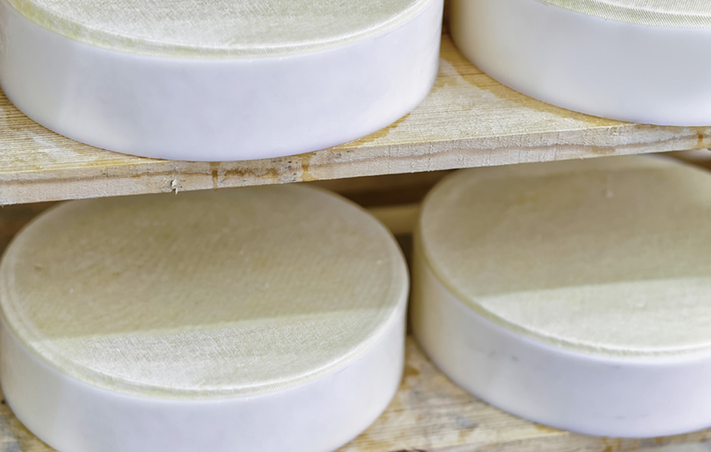 Cheese being stored in a cellar for drying.